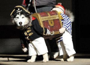 Best pirate dog costume